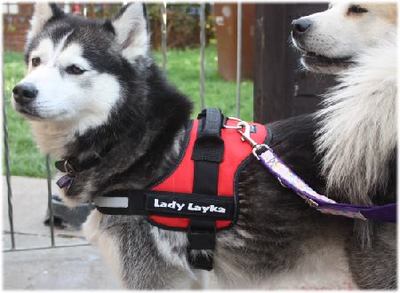 Julius K9 Harness Name Tags - Please enquire for price details