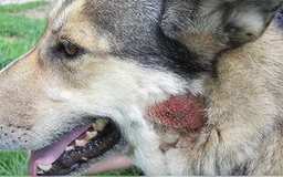 are hot spots on dogs dangerous
