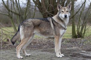 dutch wolf dog