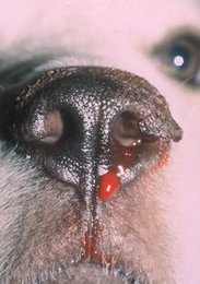 what do you do if your dogs nose is bleeding