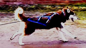 xtra dog fleece walking harness